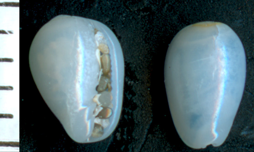Gibberula sp 01